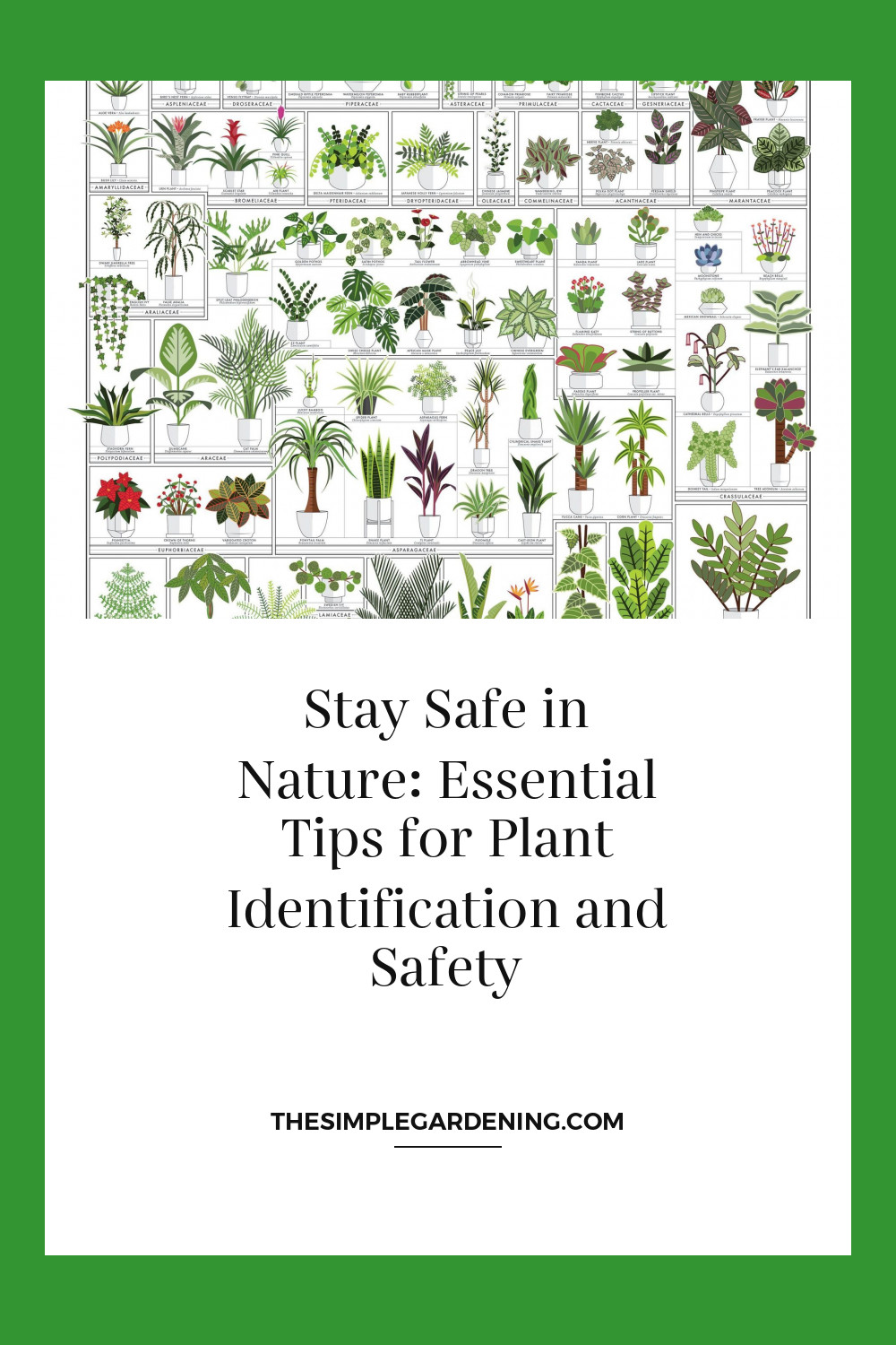 Stay Safe in Nature: Essential Tips for Plant Identification and Safety